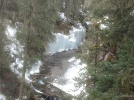 Bear Country - Bear Creek Trail Telluride