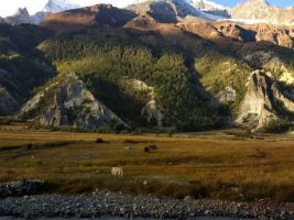 Yaks grazing below Annapurna III