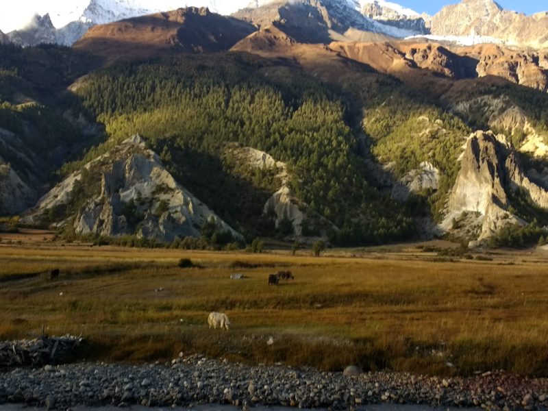 Yaks grazing below Annapurna III